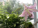 疏影暗香 百合花種球 帶芽香水百合種球 四季花卉好養(yǎng)易活盆栽室內濃香 白色百合+花瓣盆+土 1份 曬單實拍圖