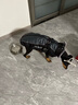 超可耐狗狗衣服冬天大型犬保暖金毛邊牧馬犬杜賓衣服2025防風(fēng)防雪棉衣 隕石灰 3XL碼（胸圍64背長(cháng)52） 曬單實(shí)拍圖