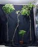 銳富圖（Refutuna）攝影背景布黑色布植絨吸光布遮光背景布直播拍照攝影棚幕布人像靜物產(chǎn)品道具擺件飾品拍攝底布掛布 【背景架套裝D】3*5M黑色背景布+2.6*3M 曬單實拍圖