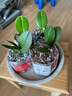 意軒蝴蝶蘭苗室內桌面花卉綠植盆栽 蝴蝶蘭花苗蘭花觀(guān)花盆栽君子蘭苗  白珍珠 曬單實(shí)拍圖