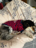 Ninkin 純棉狗狗衣服小型犬春秋T恤泰迪比熊雪納瑞法?？禄透缛合囊路?紅條抱抱熊 L-建議15-20斤穿 曬單實(shí)拍圖