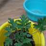 春沭 驅(qū)蚊草苗 驅(qū)蚊草苗盆栽 室內(nèi)綠植盆栽 驅(qū)蚊草一盆 不含盆 曬單實拍圖
