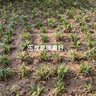 花e流正宗日本小型矮生麥冬玉龍草苗庭院四季常青戶外耐陰地被草坪植物 正宗日本矮麥冬/玉龍草：50斤{凈 曬單實(shí)拍圖