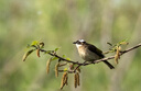 適馬（SIGMA）Sports運動版 全畫幅  單反 遠攝長焦 二手 長焦打鳥鏡頭 150-600mm F5-6.3 S版 佳能EF口 99新 曬單實拍圖
