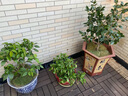 草坪真草帶土矮生馬尼拉草皮百慕大果嶺草耐寒四季常青庭院綠化苗 優(yōu)質(zhì)四季青成品草坪0.5平方帶土 10cm以下 曬單實(shí)拍圖