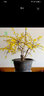 綠絲絳 迎春花綠植盆栽 耐寒花卉 年宵花卉盆景 客廳陽(yáng)臺(tái)綠植盆栽 帶花苞發(fā)貨 迎春花5年盆景樁帶分支造型 曬單實(shí)拍圖