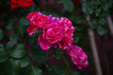 佳能（Canon）EOS 60D 70D 80D 77D 90d 學生拍照視頻錄像二手單反相機 70D+18-200 騰龍 套機 99新 曬單實拍圖