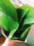 綠蘿發(fā)財樹(shù)辦公室盆栽文竹水培植物盆栽花卉室內盆景綠植吊蘭海棠 海棠+文竹+綠蘿+椰子【套餐】 含盆 曬單實(shí)拍圖