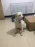 牛皮狗項(xiàng)圈狗圈頸圈中型犬大型犬拉布拉多狗脖套定制激光刻字寵物身份牌 3.5cm寬 調(diào)節(jié)范圍（51cm—66cm） 頭層軟牛皮（備注狗狗名字、出生日期、電話） 曬單實(shí)拍圖