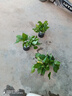 花友綠蘿發(fā)財(cái)樹文竹花卉盆栽室內(nèi)植物綠籮吊蘭富貴竹水培綠植 綠蘿+綠蘿+綠蘿【繁星盆*3] 曬單實(shí)拍圖