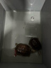 德瑞水族龜糧飼料龜飼料石龜水龜半水龜草龜鱷龜糧巴西龜烏龜飼料 金錢糧中粒1200g 曬單實拍圖