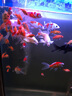 歐亞瑟外置過濾桶德國進(jìn)口魚缸過濾器過濾設(shè)備水族箱草缸烏龜缸凈水器 T600(內(nèi)置加熱棒) 曬單實拍圖