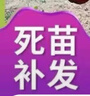美早大櫻桃樹苖車?yán)遄訕涿缒戏奖狈椒N植盆栽庭院果樹矮化櫻桃苗 推薦5年苗當(dāng)年結(jié)果 曬單實拍圖