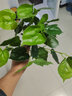 樹顏單支假花綠蘿仿真綠植植物小草塑料花插花綠草工程家居隔斷裝飾品 一支7叉爬山虎 曬單實拍圖