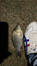 達摩浮漂去殼孔雀羽10目頭三目放大鯽魚(yú)鯉魚(yú)漂鴨江出品綜合漂 江湖666 66號 曬單實(shí)拍圖