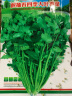 一播大地 香菜籽 芫荽籽 种子蔬菜 阳台菜园种子 盆栽种子 高出芽率 四季大叶香菜种子原装7g 实拍图