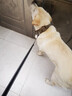 出眾者狗項圈大型犬狗狗牽引繩中型犬狗脖圈德牧拉布拉多金毛寵物項圈 棕色/不含狗繩 L碼/55-85斤內 曬單實(shí)拍圖