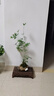 瀚林怡景吸水石米竹盆栽上水石附石菖蒲微景觀辦公室桌面綠植水培植物盆景 吸水石米竹【含托盤】-木座 曬單實(shí)拍圖