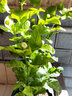 亞招虎頭茉莉花苗 茉莉花盆栽 庭院陽(yáng)臺茉莉大花 重瓣 植物花卉 6年苗帶花發(fā)貨 含盤(pán) 曬單實(shí)拍圖