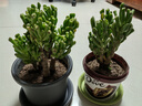 種花迷吸財樹(shù)老樁多肉植物組合盆栽超大顆含盆黃金肉肉招財貓植物玉樹(shù)莊 吸財樹(shù)高度18厘米5頭+ 不含盆 曬單實(shí)拍圖