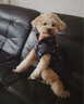 SLPC狗狗衣服中小型犬冬季棉衣泰迪背心幼犬博美馬甲比熊柯基法斗衣服 黑色 XL（適合約8到12斤） 曬單實拍圖