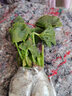 漢檸大花天竺葵花苗重瓣花卉庭院陽(yáng)臺盆栽天竹葵 精品15號花色 天竺葵苗1棵 曬單實(shí)拍圖