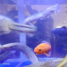 SICCE鱼缸懒人鱼缸家用客厅办公室金鱼缸中小型玻璃鱼缸过滤鱼缸 T-240F（240*165*280） 实拍图