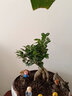 仟草集大型造型盆景植物人參榕小葉榕樹苗人參榕樹植物綠植盆景盆栽樹樁 人參榕30厘米 曬單實(shí)拍圖
