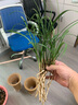 華香園余蝴蝶花卉蘭花春蘭帶花苞辦公室內盆栽花卉盆栽盆景耐陰綠植 余蝴蝶5苗 帶花苞 裸根發(fā)貨 曬單實(shí)拍圖