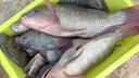 銘錚釣具（MINGZHENG） 高靈敏鯽魚漂羅非漂短腳長身底釣浮漂日夜兩用硬尾電子夜光漂醒目 電子漂DLF-03 吃鉛約1.9g 一支裝（防爆頂硬尾） 曬單實(shí)拍圖