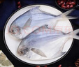 一米漁東海鯧魚新鮮冷凍白鯧魚海鮮銀鯧魚平魚海鯧魚舟山年貨禮盒年夜飯 東海白鯧魚4斤【大號約16條】 曬單實拍圖