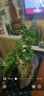 自然空間清香木盆景造型懸崖綠植植物 手工金山飄枝胡椒木+250座 源頭直發(fā) 曬單實拍圖