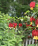 臨雅燈籠花盆栽四季開(kāi)花苗爬藤植物陽(yáng)臺室內外倒掛金鐘花卉樹(shù)苗風(fēng)鈴花 燈籠花50-60cm高3-4株+肥料 曬單實(shí)拍圖