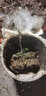 【云倉發(fā)貨】吊蘭植物垂吊客廳辦公室內吊籃綠植盆栽花卉大全真花陽(yáng)臺金邊吊蘭 口紅吊蘭 含盆 曬單實(shí)拍圖