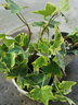 曼杉園（manshanyuan）常春藤垂吊植物盆栽花卉金邊裝修房室內(nèi)陽臺綠植四季常青多年生 金邊常春藤一盆10顆左右 不含盆 曬單實拍圖