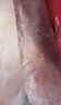 羊小腿新鮮整只羊小腿燒烤小羊腿羊腱子羔羊后小腿 法式戰(zhàn)斧羊排 *1斤 曬單實(shí)拍圖