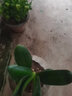 歆妍原盆原土君子蘭花苗盆栽苗室內客廳 當年開(kāi)花綠植花卉 翡翠 當年開(kāi)花8-10片葉（原盆原土） 曬單實(shí)拍圖