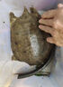 爆釣甲魚(yú)小釣甲魚(yú)餌料王八甲魚(yú)鉤誘餌小專(zhuān)用誘野釣誘老憋 1瓶裝【怕不夠用】不劃算 曬單實(shí)拍圖