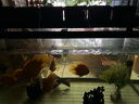 繪彩觀賞魚(yú)飼料下沉型血鸚鵡魚(yú)飼料錦鯉魚(yú)食增紅增色沉底混養(yǎng)底棲魚(yú)糧 營(yíng)養(yǎng)增艷下沉型3mm600G 曬單實(shí)拍圖