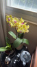 京東鮮花蝴蝶蘭盆栽帶花帶花苞綠植鮮花花卉客廳辦公室裝飾擺件送長輩 曬單實拍圖