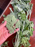 艾草 新鮮蘄艾葉 苗四季種苗野生艾葉草  現挖 大艾草根苗 大艾草根苗5顆送1顆 不含盆 曬單實(shí)拍圖
