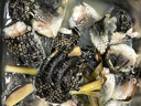 良知農哥 順豐空運 新鮮現殺鱷魚(yú)生鮮肉 養殖食用鱷魚(yú)肉 【鱷魚(yú)肉】約1kg（促銷(xiāo)中） 曬單實(shí)拍圖