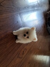 寵六福純種博美幼犬寵物狗狗活體小狗活物幼崽小型犬 寵物級 A級 公 曬單實(shí)拍圖
