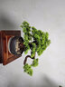 一木代傳 仿真盆景迎客松綠植禪意擺件新中式創(chuàng)意家居裝飾品開業(yè)喬遷禮物 八方聚財(cái)-迎客松 曬單實(shí)拍圖