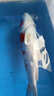 欣錦寵錦鯉活體日本純種昭和白寫(xiě)觀(guān)賞魚(yú)進(jìn)口精品錦鯉活魚(yú)淡水魚(yú)苗冷水魚(yú) 孔雀錦鯉 18-20cm 曬單實(shí)拍圖
