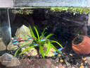 紅綠燈魚(yú)小型熱帶燈科魚(yú)活體草缸群游魚(yú)觀(guān)賞魚(yú)寶蓮燈斑馬魚(yú)孔雀魚(yú) 1.6cm左右紅綠燈5條 曬單實(shí)拍圖