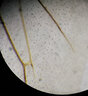 薩伽（SAGA） SG100顯微鏡雙目專業(yè)高清高倍光學(xué)生物科研學(xué)生醫(yī)學(xué)養(yǎng)殖魚病寵物 三目標(biāo)配（195消色差物鏡） 曬單實拍圖