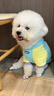 MIKI PAD寵物狗狗衣服小型犬春秋款薄款衛衣小狗雪納瑞泰迪比熊兩腳衣連帽 多巴胺撞色衛衣【帶牽引扣】 XL胸圍52cm（參考體重13-17斤） 曬單實(shí)拍圖
