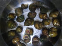 云映漁舟微山湖特大田螺新鮮鮮活活的大貨脆皮螺螺絲螺螄肉商用螺螄粉薄皮 特大脆皮田螺 2000g 曬單實(shí)拍圖