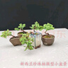 小栱枝新西蘭微型小品盆景拇指盆景珍珠地柏小盆景珍珠地柏小盆栽植物 新西蘭珍珠柏造型隨機 不含盆 曬單實拍圖